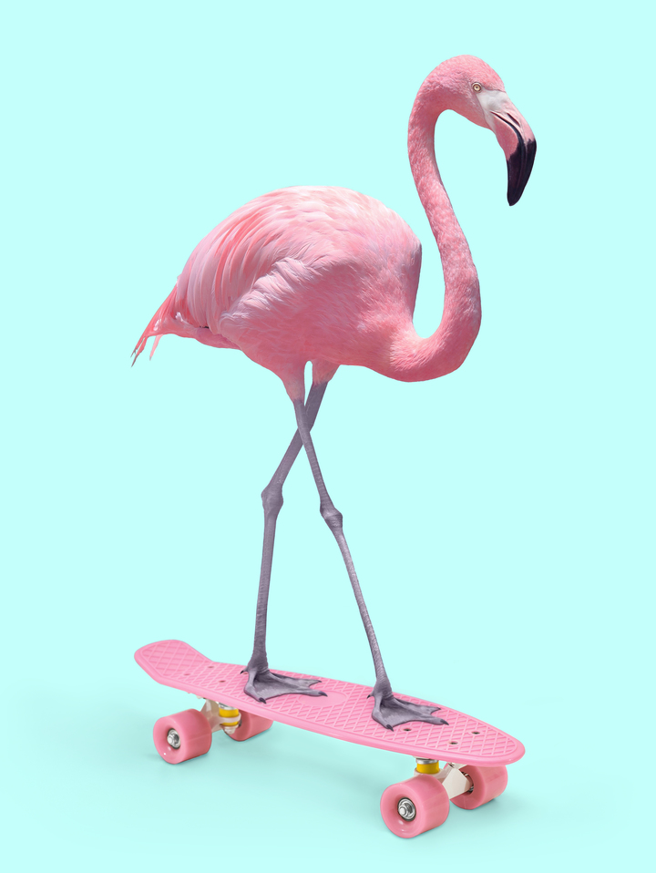 SKATE FLAMINGO
