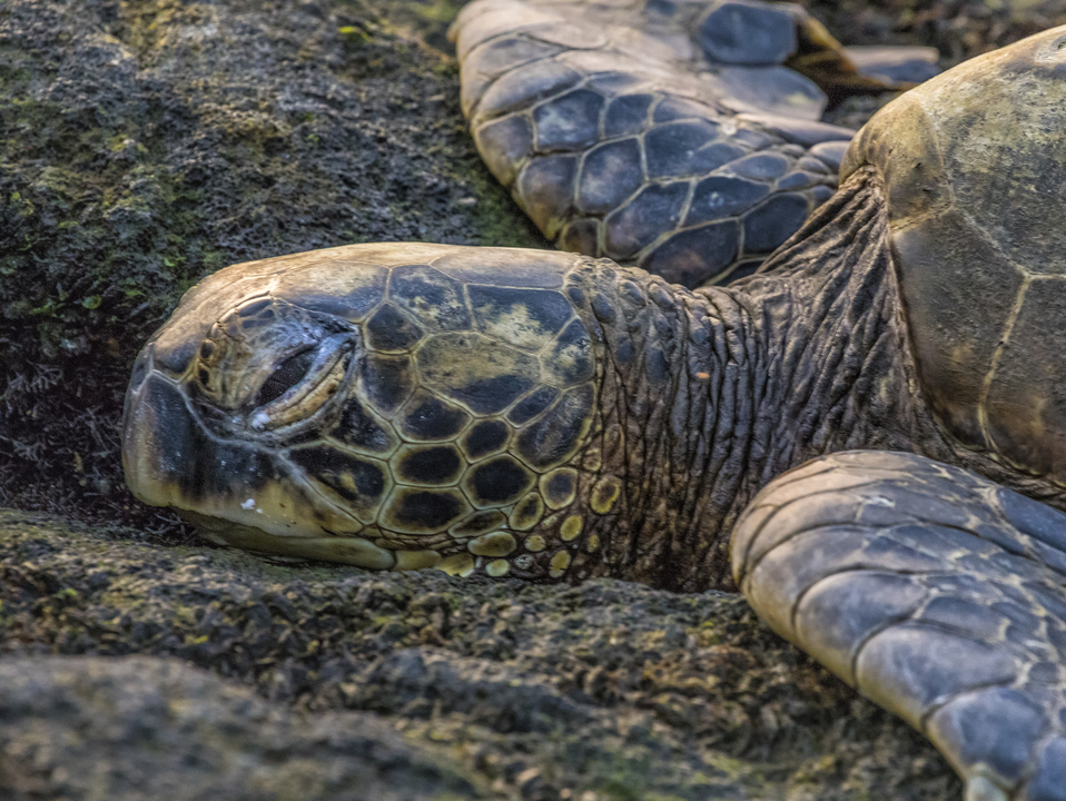 Green Sea Turtle