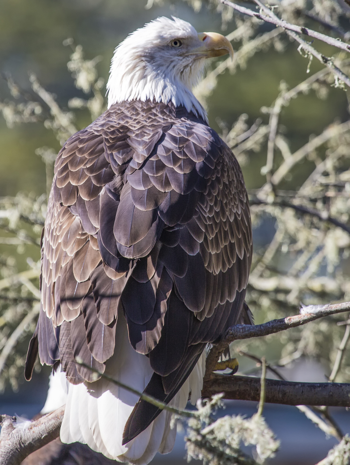 Bald Eagle