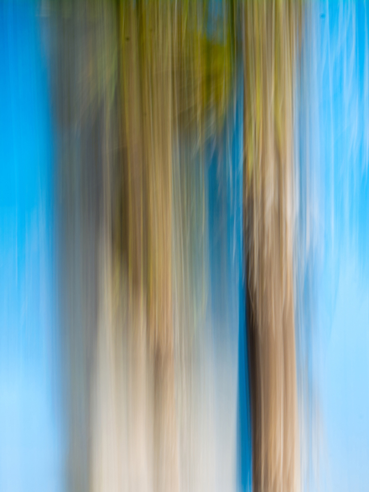 Moving Trees 13 Triptych - Center