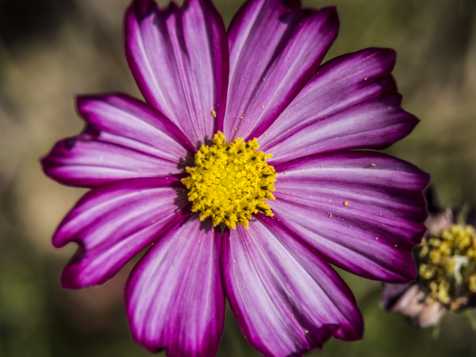 Purple Flower Closeup