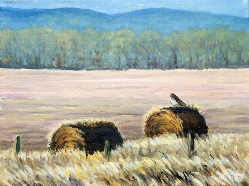 Red tail in the winter field