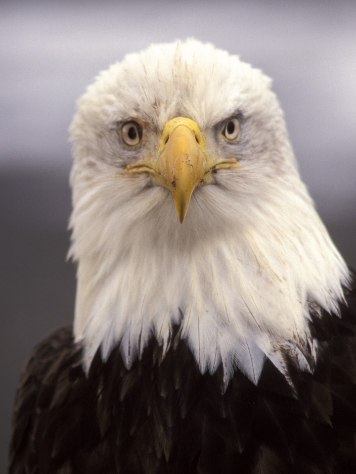 Bald Eagle (Portrait)