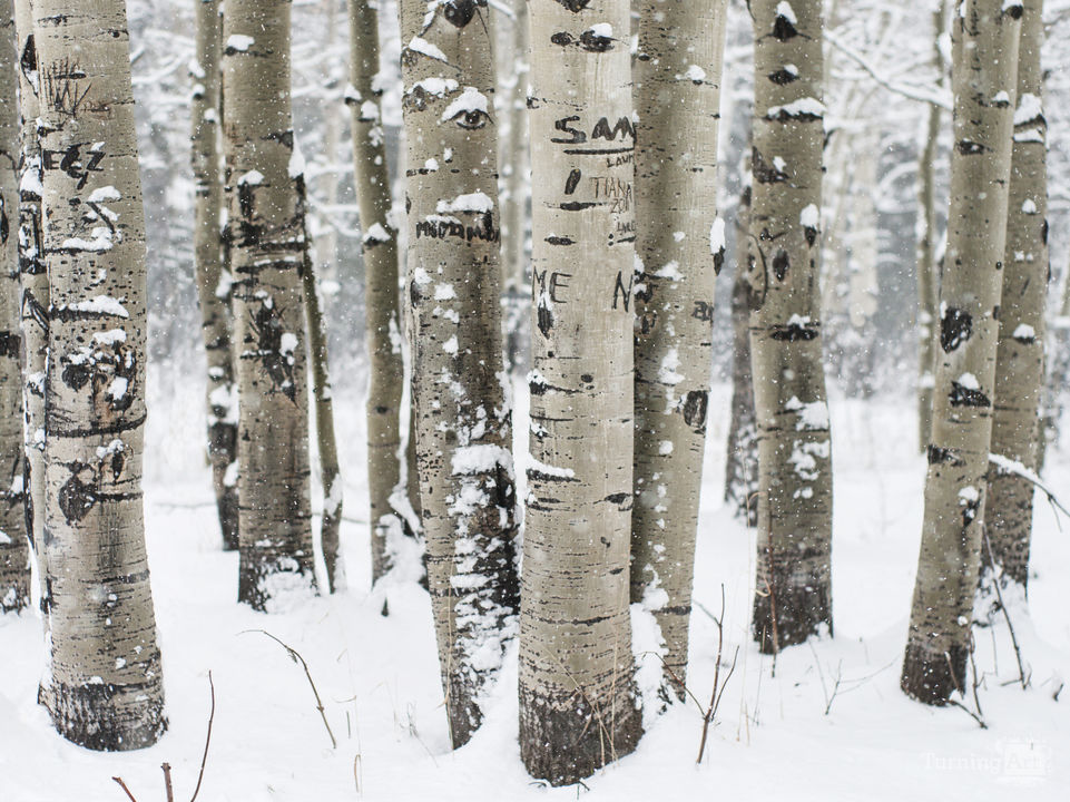 Aspen Trees in Winter, Colorado Fine Art Photo Print