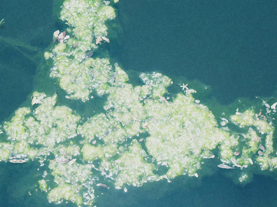 Mossy Lake