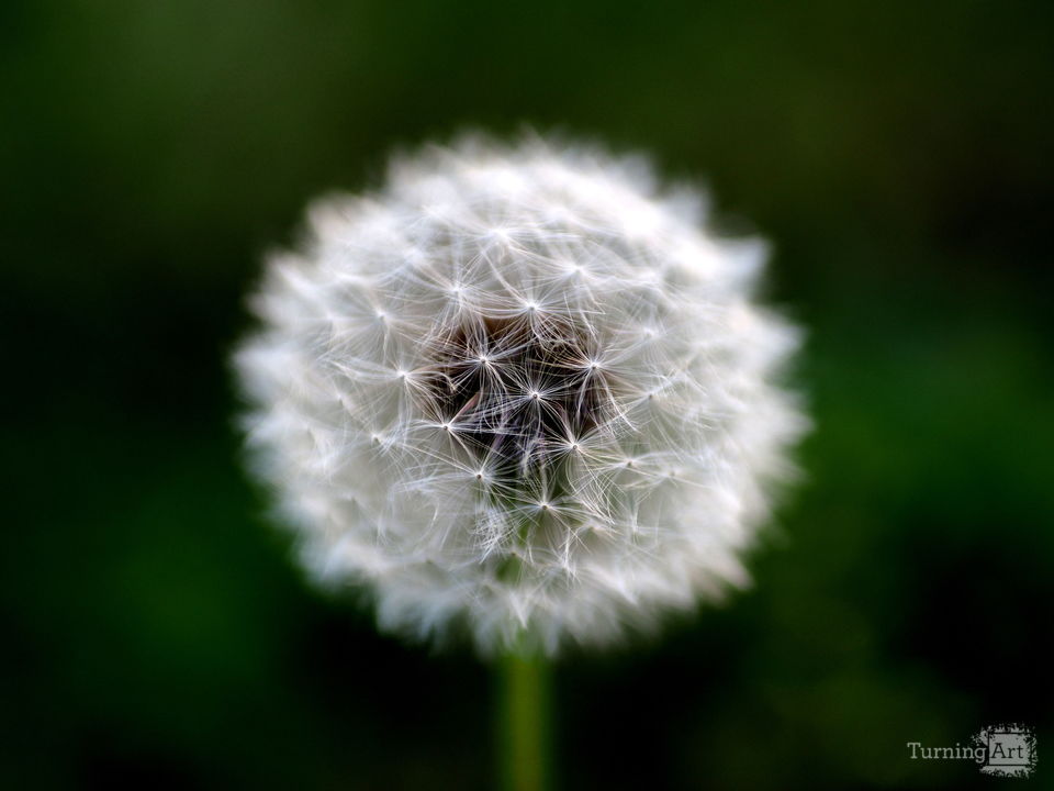 The Heart of the Lonely Dandelion