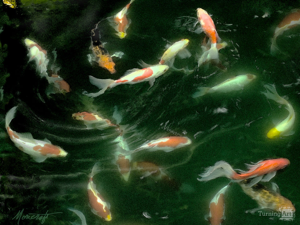 Koi Swimming in Circles 