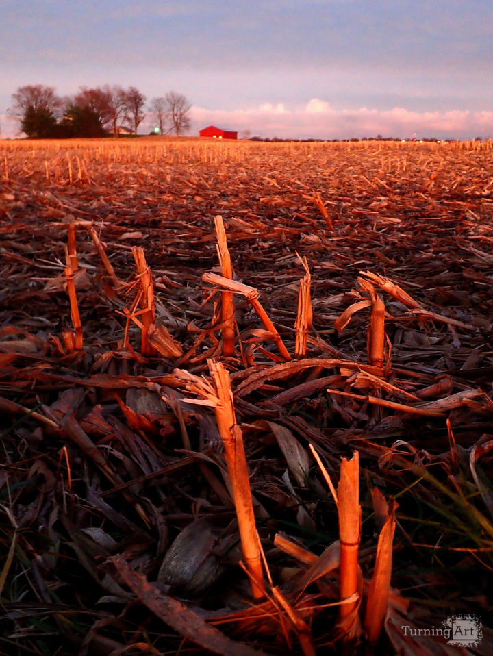 Sunset on an Indiana Harvest