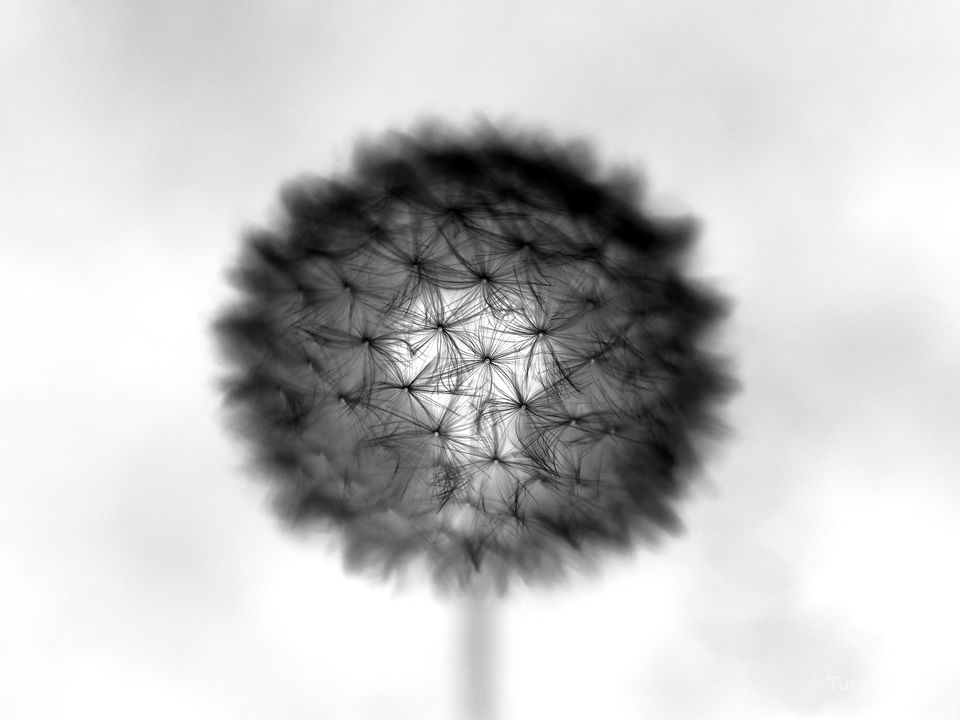 The Introverted Dandelion