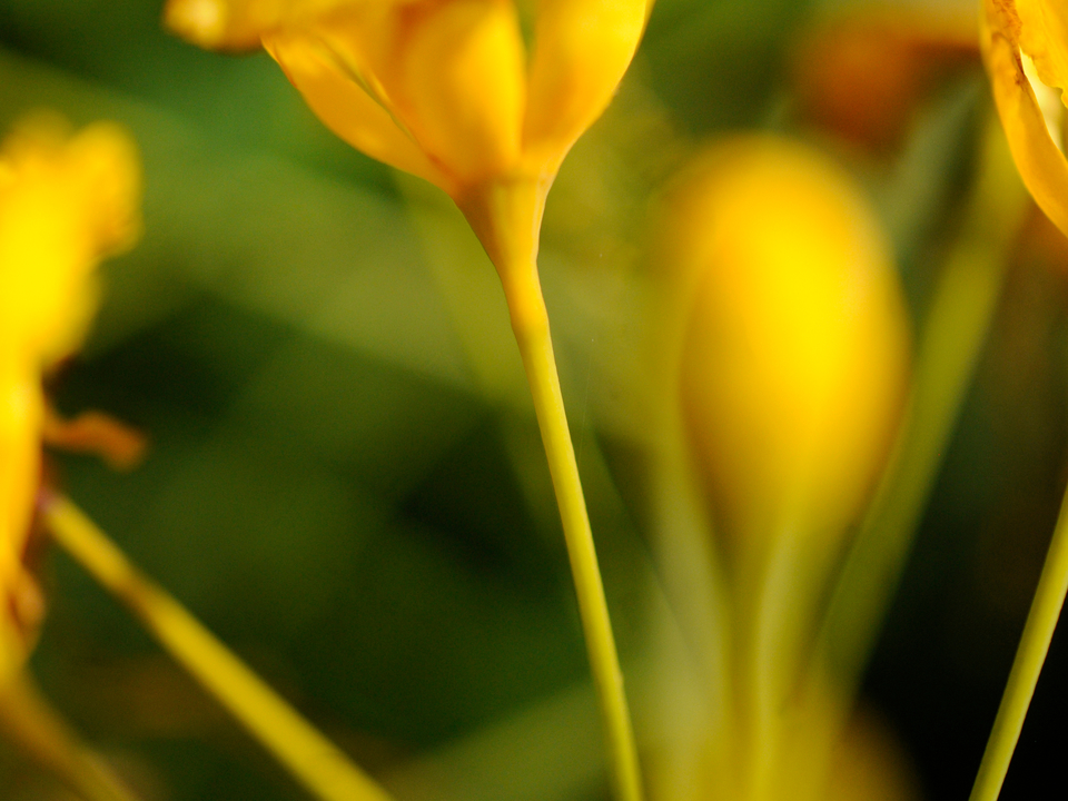 Yellow Flower