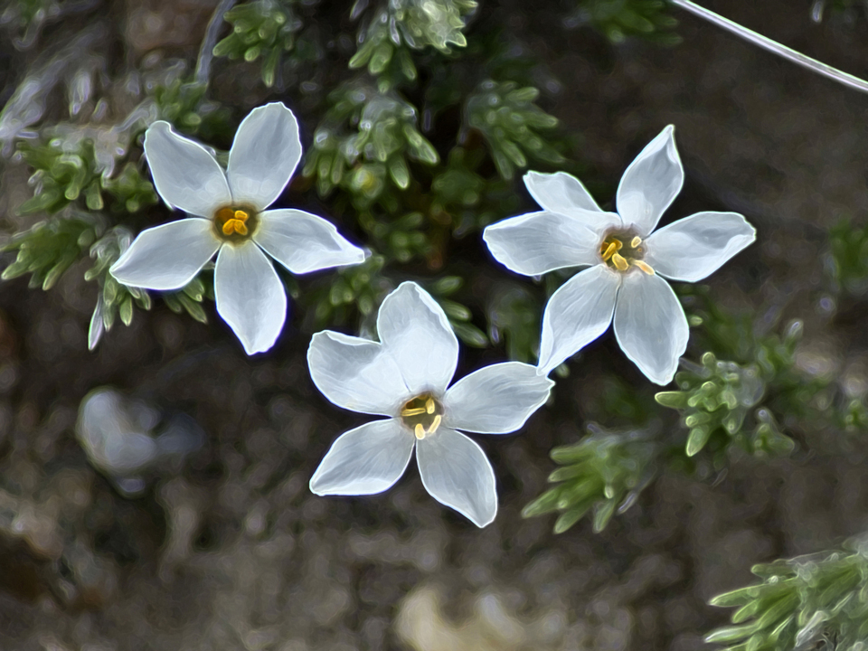 Phlox
