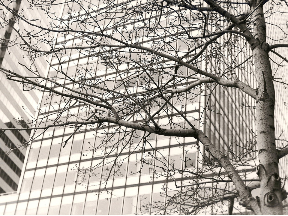 New York City Trees and Building