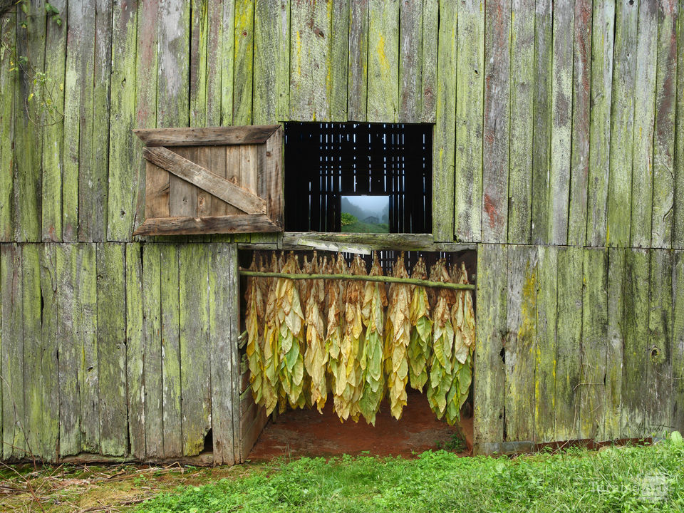 Tobacco barn