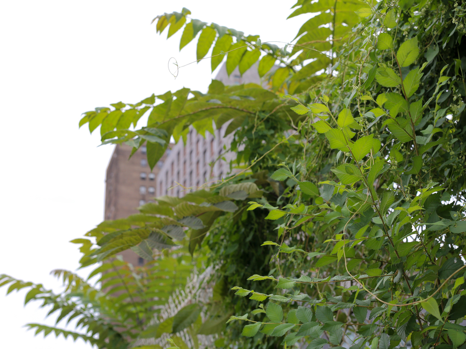 Buildings behind some Tree of Heaven along a fence. Lower East Side. NYC