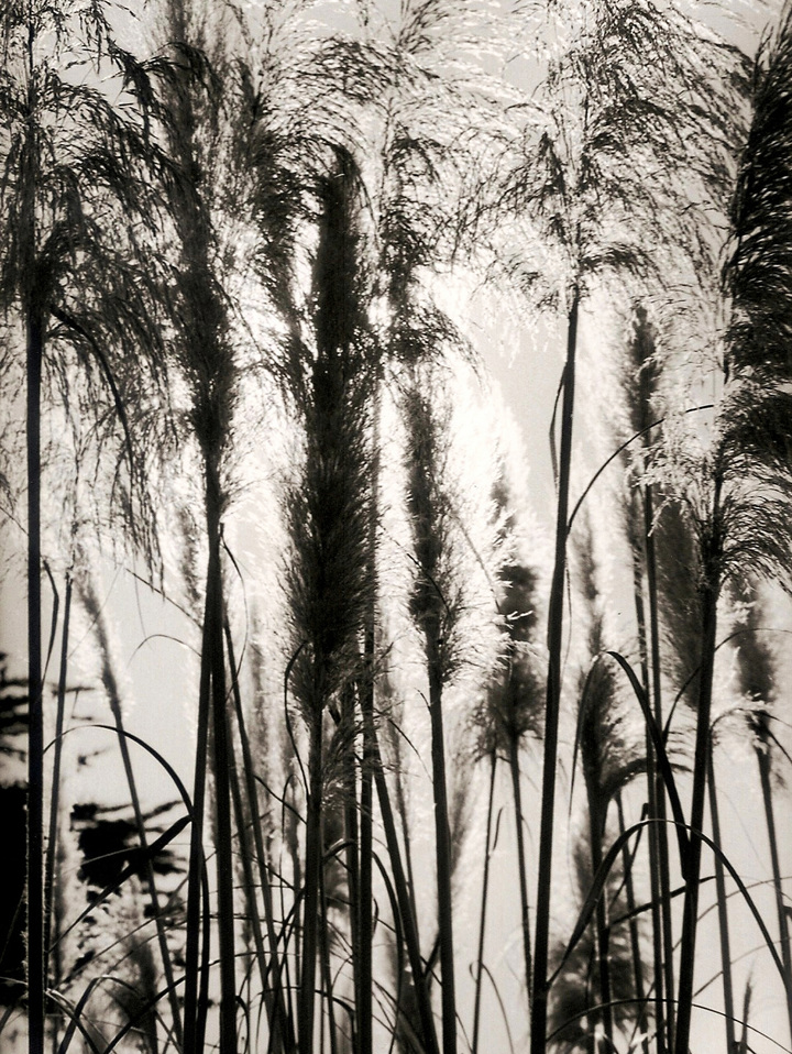 Plants near Montara Beach
