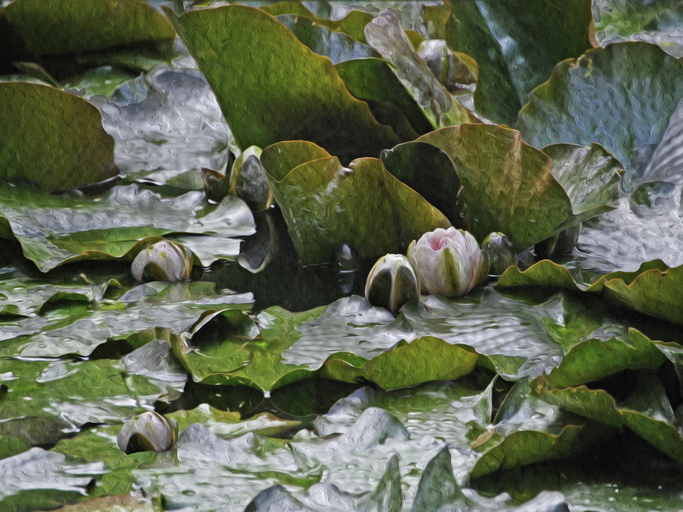 Early Giverny Lilies