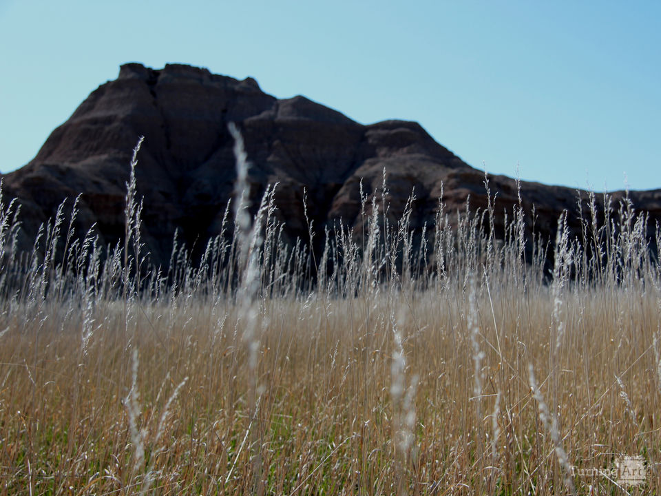 Fields of gold 3