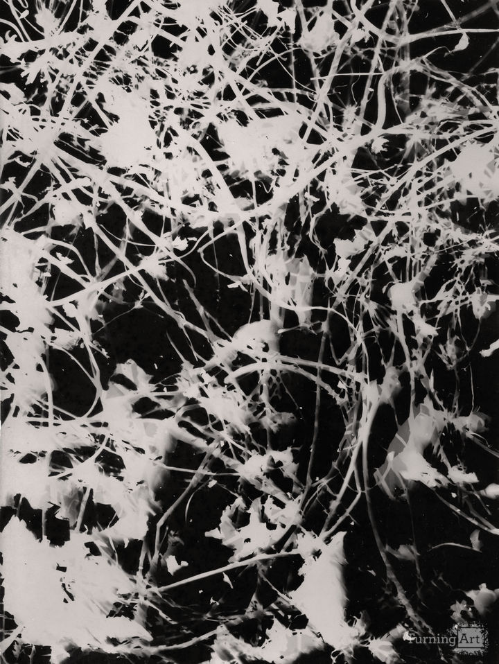 Garden remains study I -1