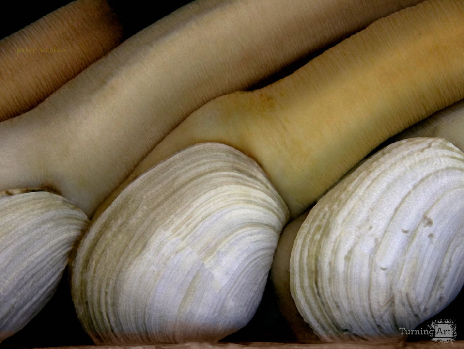 Giant clams