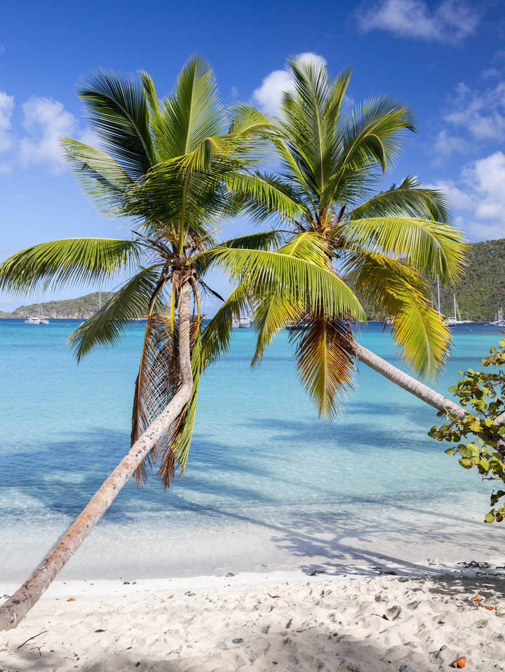 Maho Bay Palms