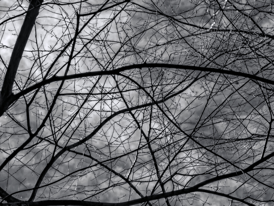 Winter Trees and Clouds