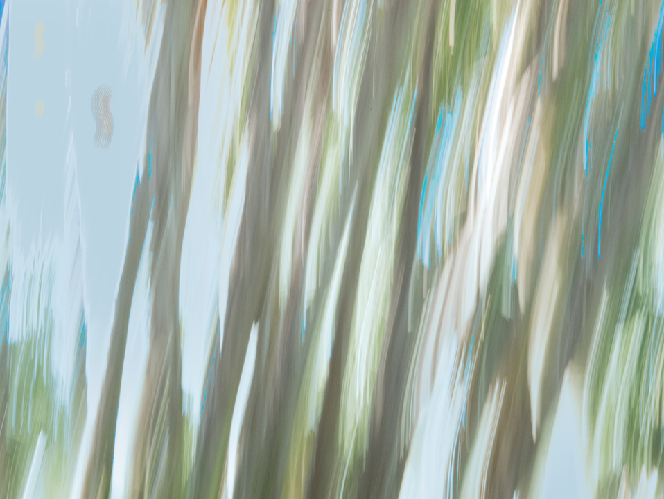 moving Trees 16