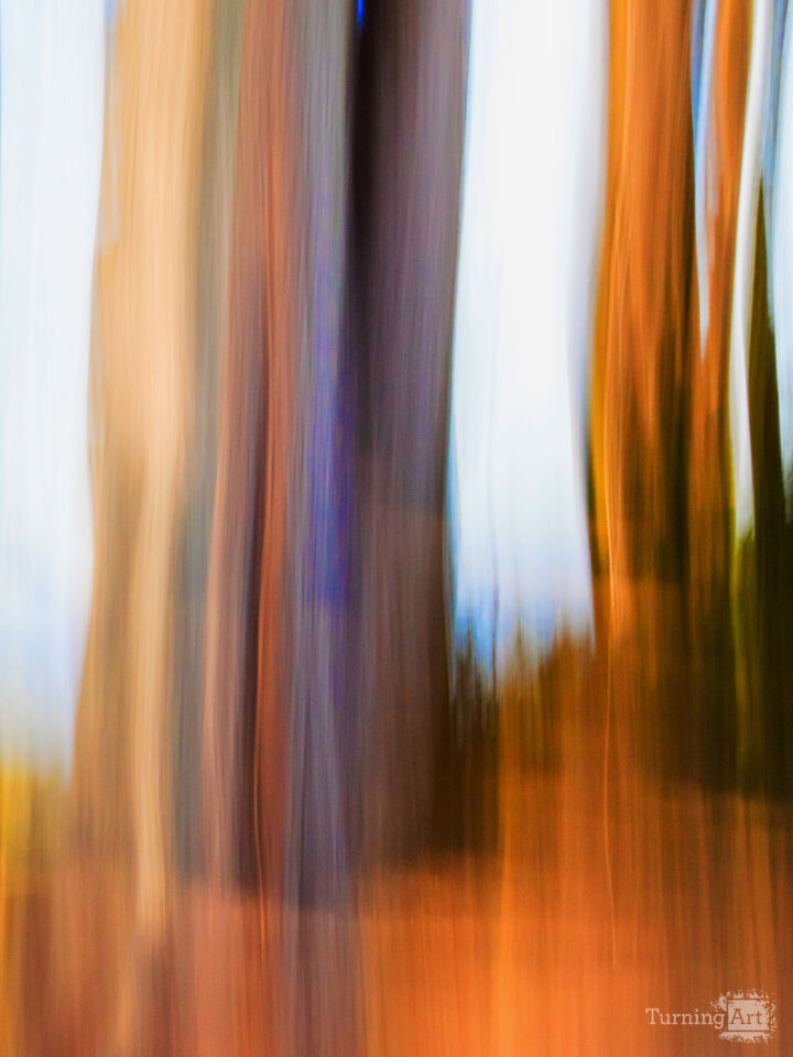 Moving Trees 37 Portrait Format