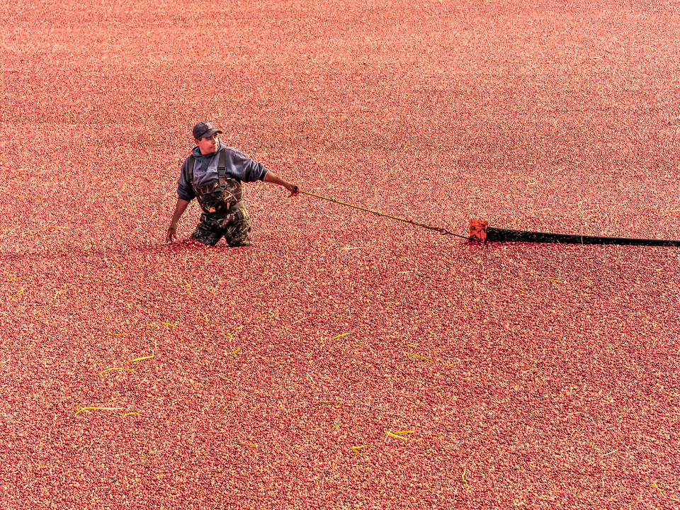 Cape Cod Cranberry Harvest 2