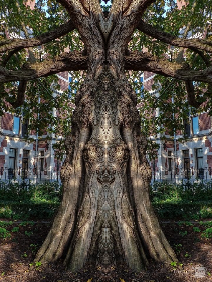 Rijksmuseum Tree 01