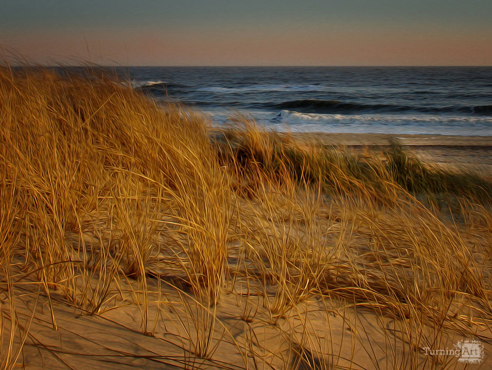 Montauk Grasses