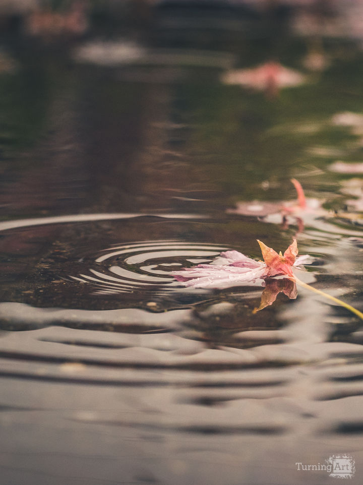 Fallen blossoms