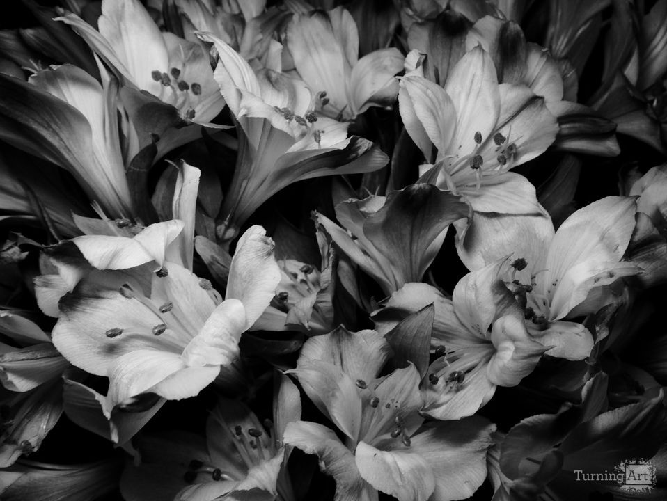 Black and White Bloom