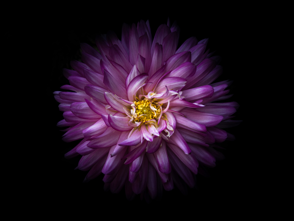 Backyard Flowers 20 Color Version