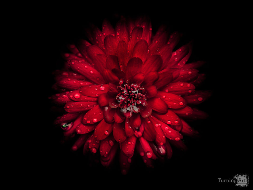 Backyard Flowers 45 Color Version