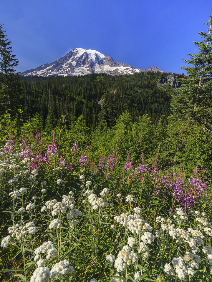 Mount Rainier