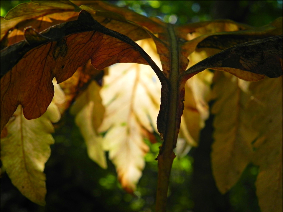 Lightfly and Forest II