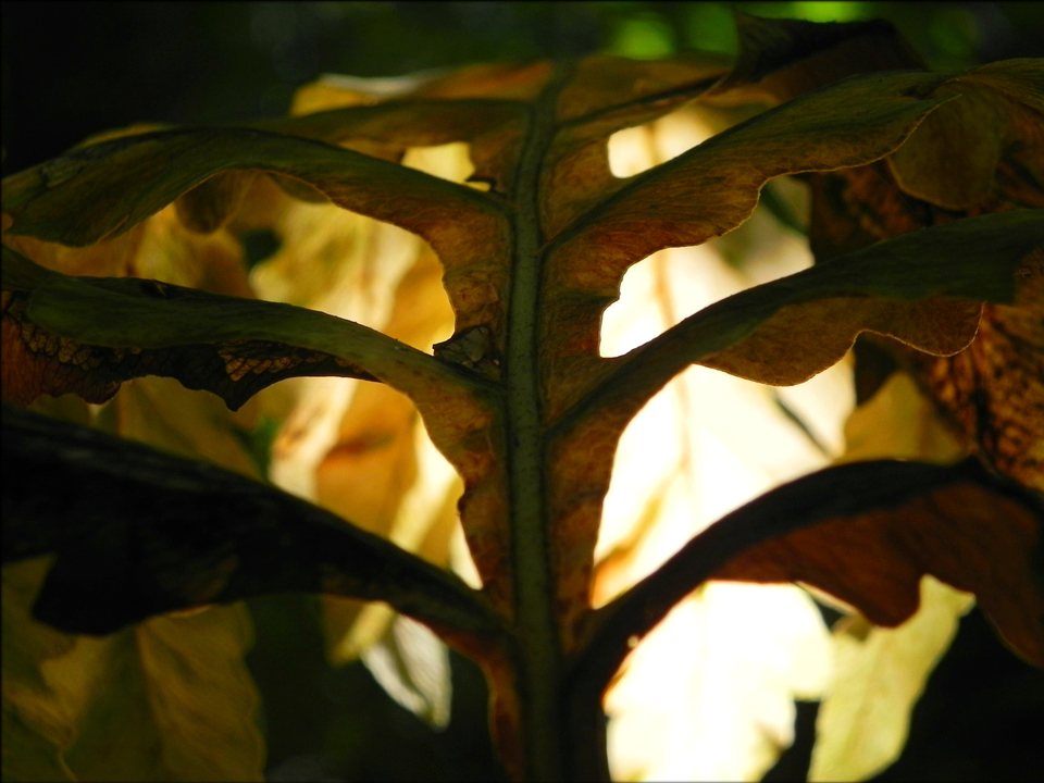 Lightfly and Forest III