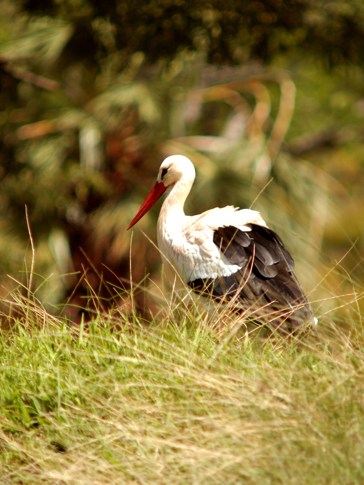 African Stork