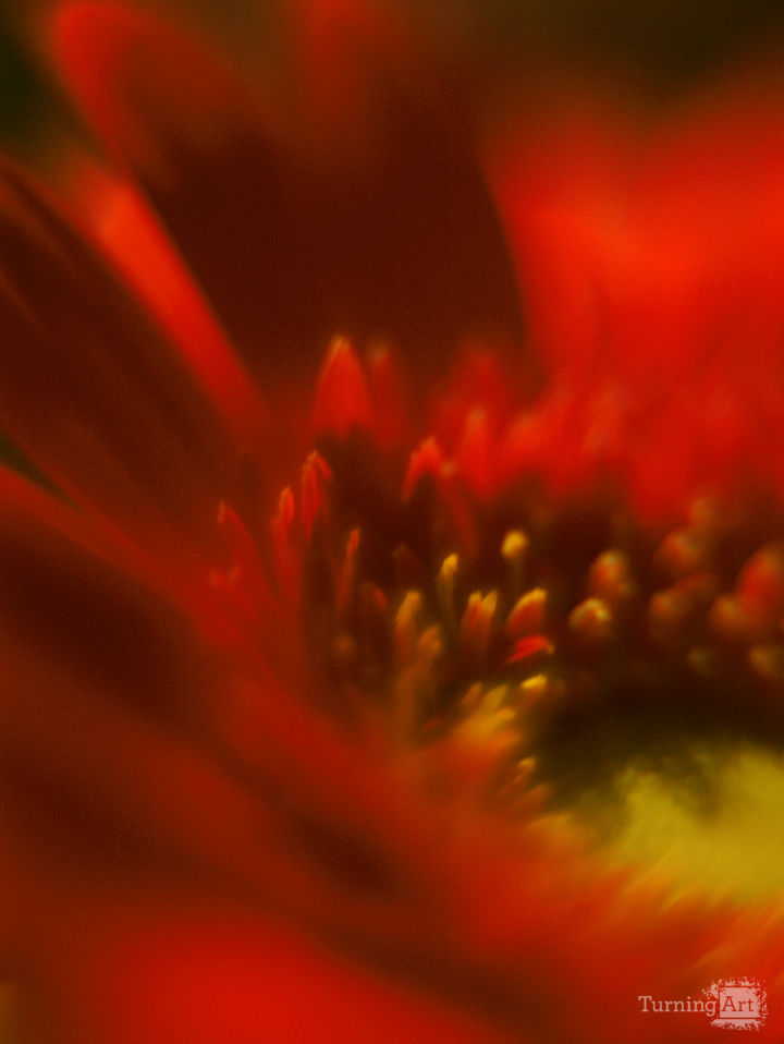 Fire Flower Vertical