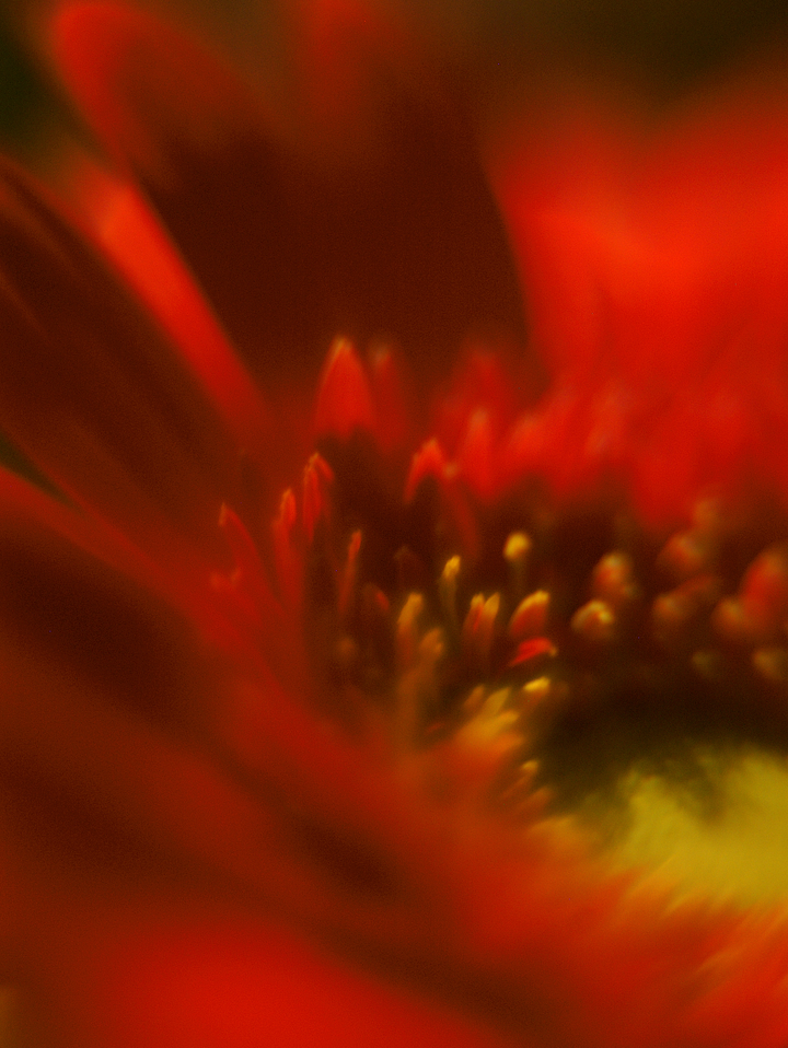 Fire Flower Vertical