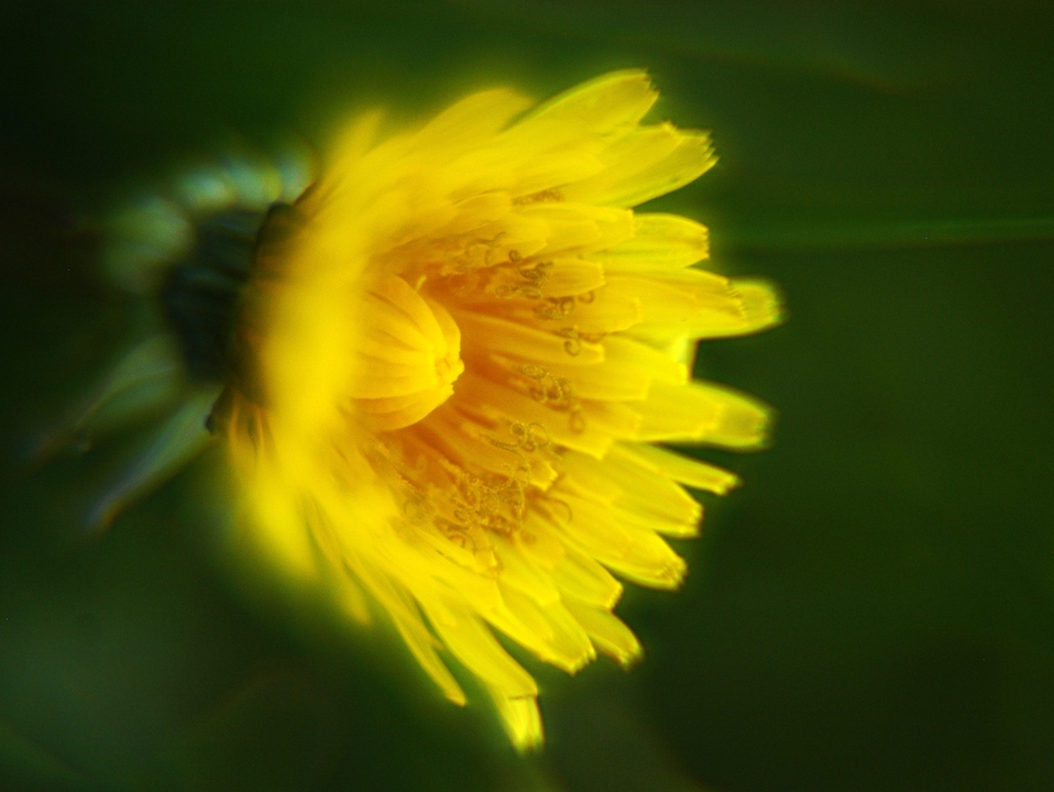 Dandelion