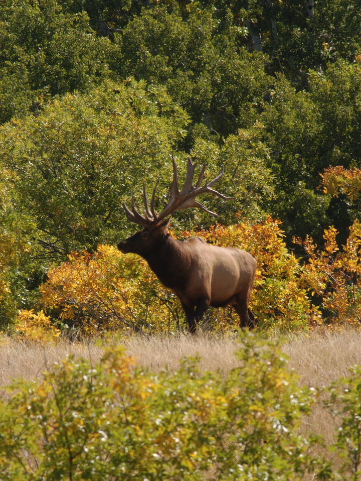 Elk