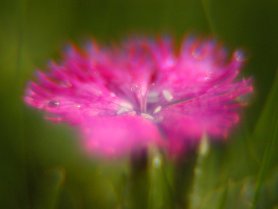 Red Flower in Grass