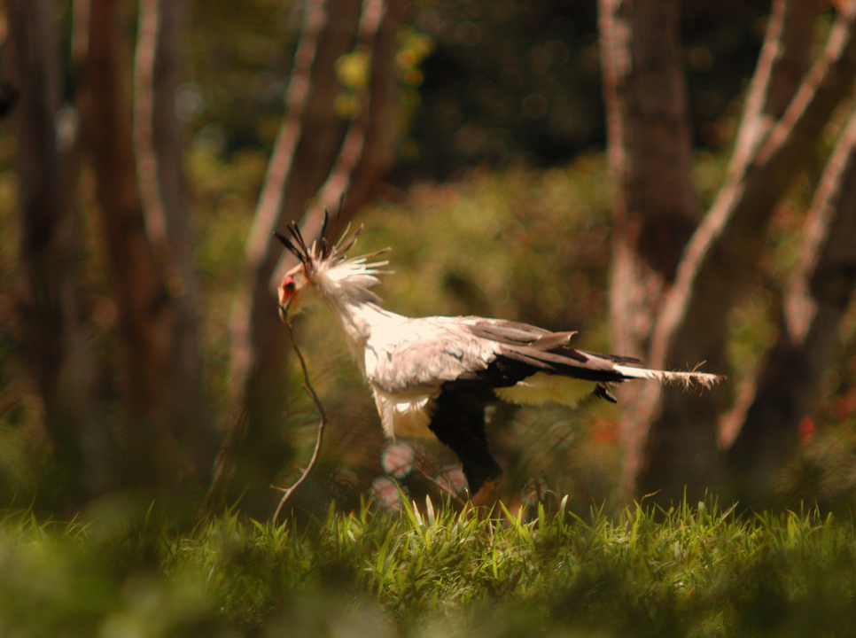 Secretary Bird with Branch