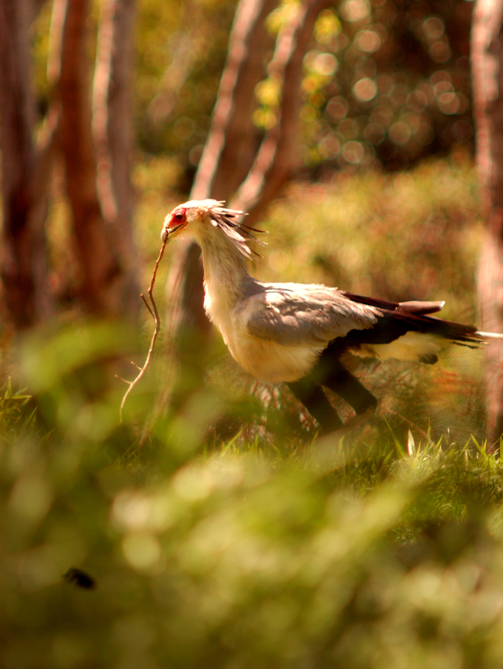 Secretary Bird on Watch