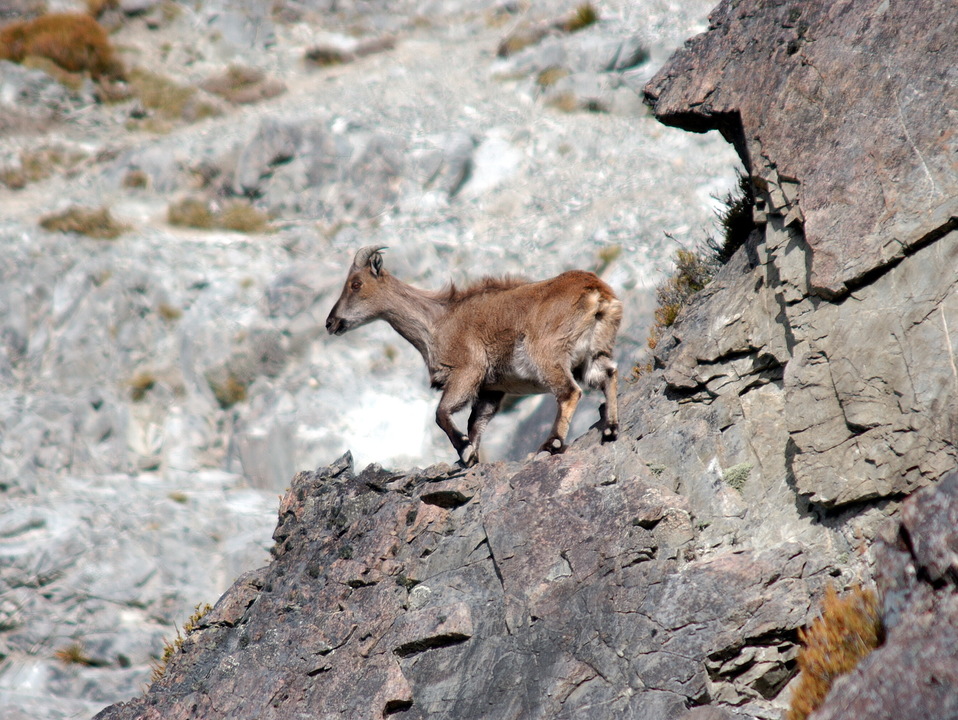 Tahr on Cliff