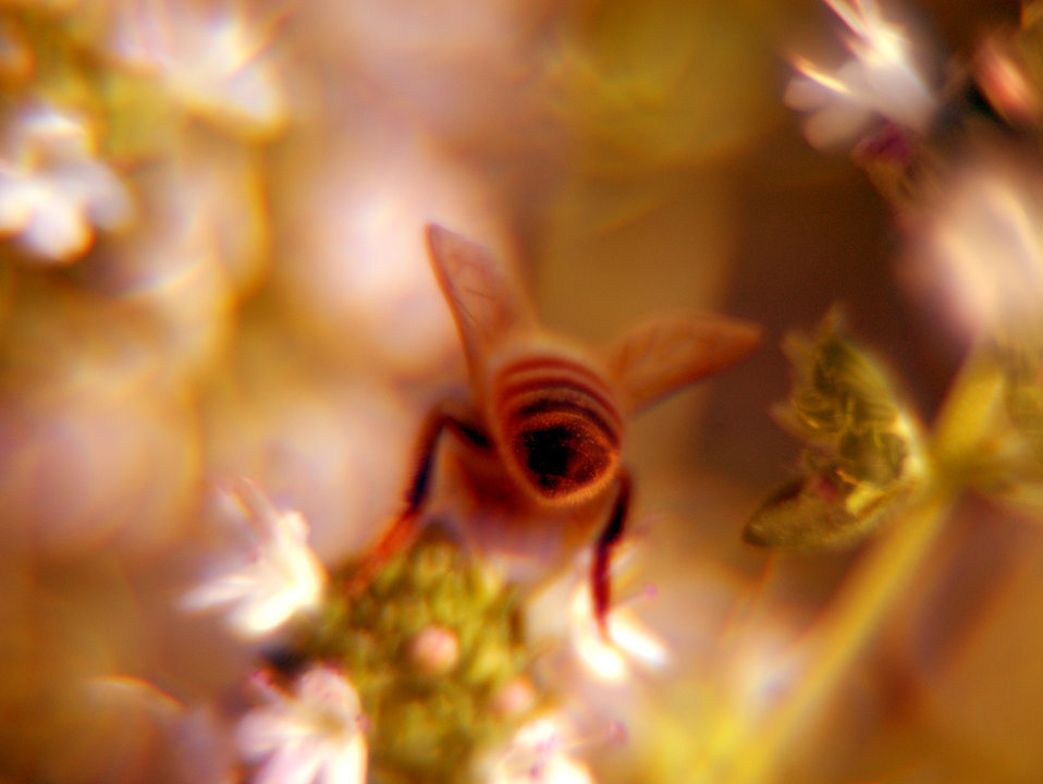 Bee on Flowers