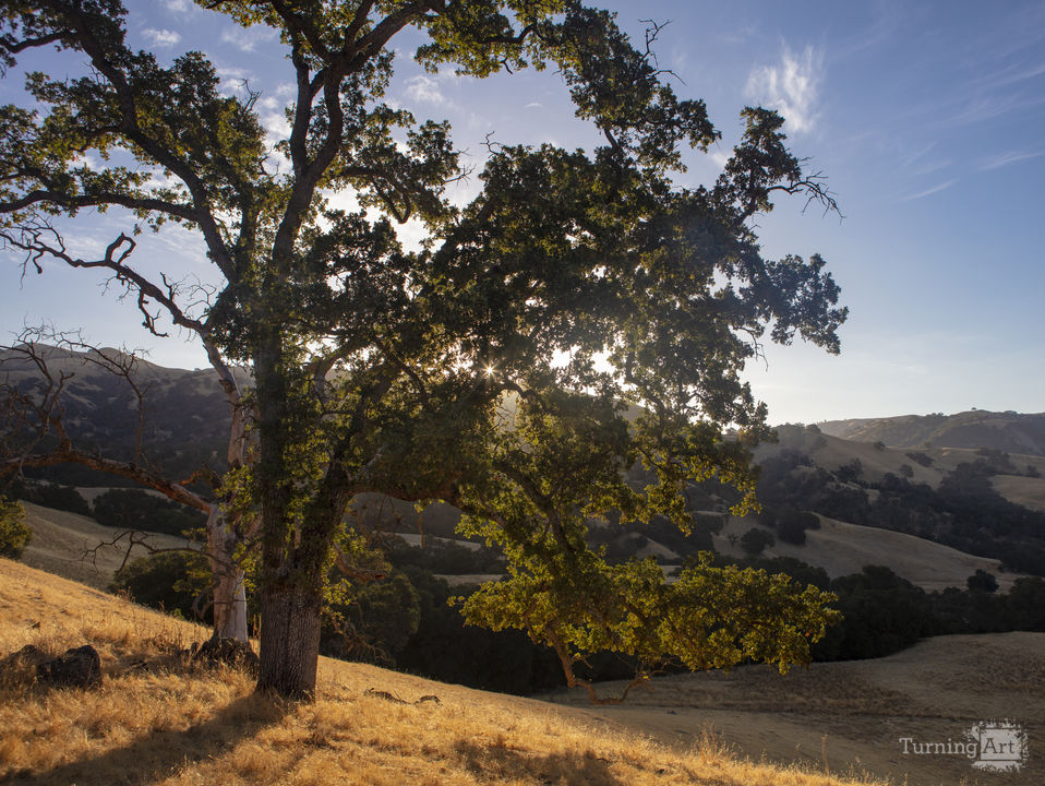 Sunol Oak Tree #1