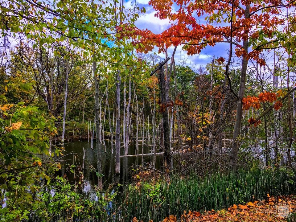 Fall Colored Pond IMG_3922