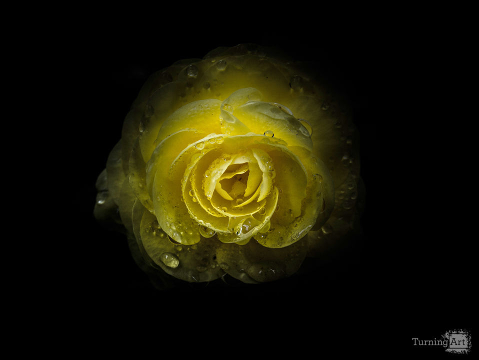 Backyard Flowers 64 Color Version